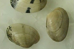 Almeja gallega cultivo (500 gr aprox)