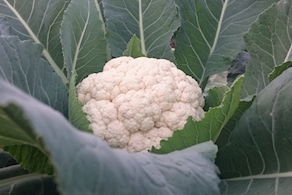 Coliflor  de proximidad - unidad