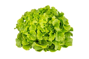 Enciam Fulla de Roure - unitat