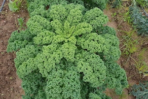 Col Kale de proximidad - manojo (140g aprox)