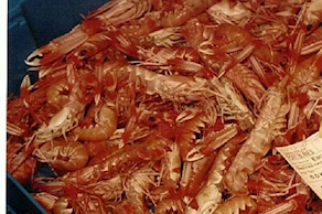 Cigala pequeña costa (250 gr aprox)