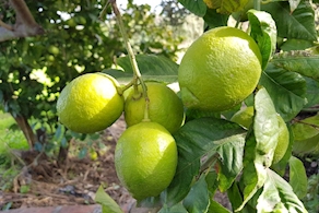 Limón - A peso (500g aprox)