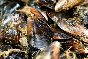 Mejillón gallego (1 kg aprox)