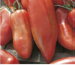 Tomàquet banya extra palem - A pes (500g aprox)