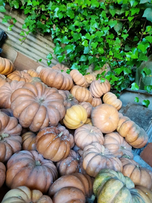 Carabassa de proximitat - A pes (1kg aprox))