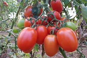 Tomate Pera de proximidad - A peso (500g aprox)