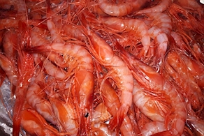 Gamba pequeña de Palamós (150g aprox)