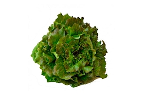 Lechuga Maravilla de proximidad - unidad