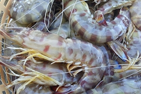 Langostino costa (500 gr aprox)