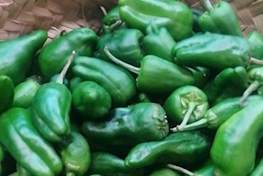 Pebrot padró de Galícia - A pes (500g aprox)