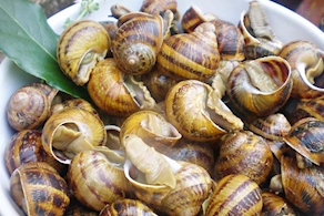 Caracoles hervidos envasados al vacío (500 gr aprox)