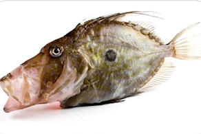 [POR ENCARGO]  Gall de Sant Pere (900g aprox)