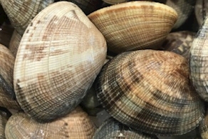 Almeja gallega (250g aprox)