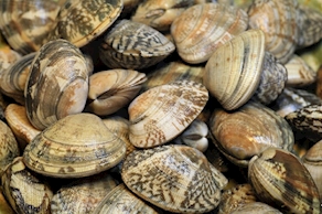 Almeja gallega carril (500 gr aprox)