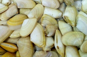 Tallerina (500 gr aprox)