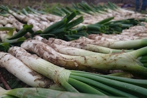 Calçots – manojo (25 unidades)