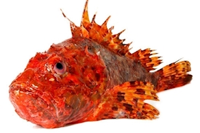 [POR ENCARGO] Escorpora  (500g aprox)