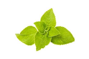 Borratja de Navarra - A pes (500g aprox)