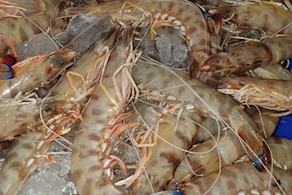 Langostinos de San Carlos (250g aprox)