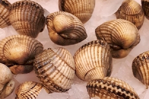 Berberecho gallego - gordo (250g aprox)