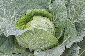 Col Híbrida de proximidad - unidad