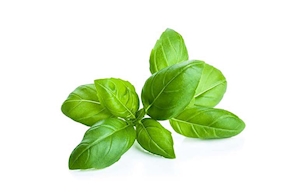 Alfàbrega Fresca de proximitat - manat