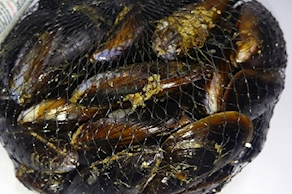 Malla de mejillón gallego (1 kg aprox)