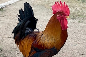 [PER ENCÀRREC] Pollastre Masover (3kg aprox)