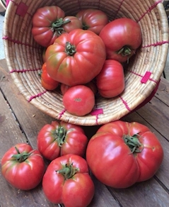 Tomàquet autèntic barbastre - A pes (500g aprox)