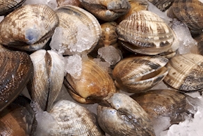 Almeja gallega de cultivo (250g aprox)