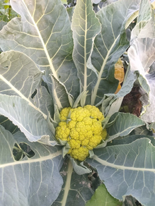 Coliflor verde - unidad