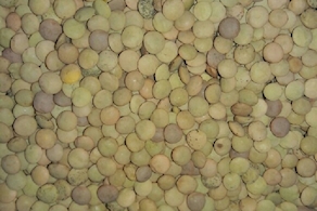 Lenteja castellana seca - A peso (100 gr aprox)