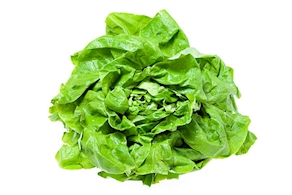 Trocadero lettuce - unit