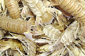 Galeras costa (500 gr aprox)