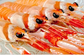 Cigala fresca de Coruña (5 piezas 200g aprox)