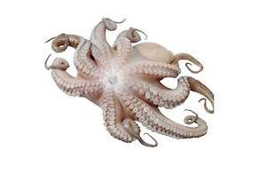 [POR ENCARGO] Pulpo (1kg aprox) - Entero sin cocer