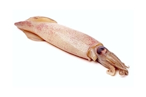 Calamar grande (500g aprox)