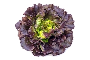 Lechuga hoja de roble