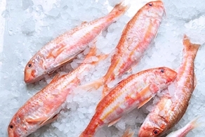 Salmonete pequeño (500g aprox)