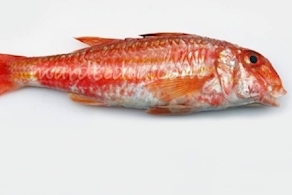 Salmonete grande (500g aprox)
