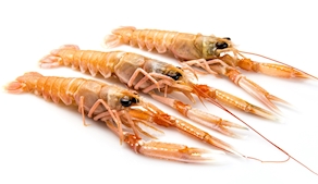 Cigala pequeña (500 gr aprox)