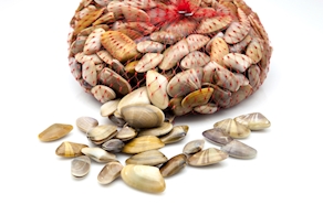 Tellerina (500 gr aprox)