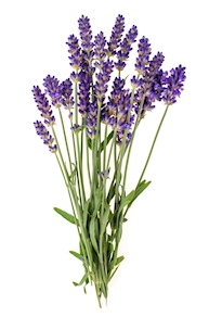 Lavanda pequeña