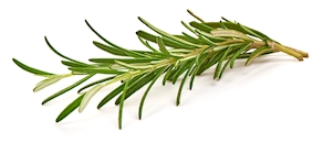 Romero común grande