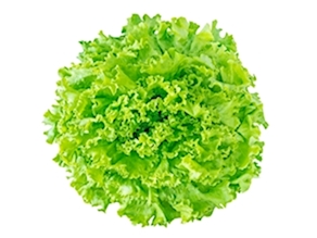 Lechuga Maravilla