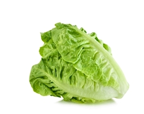 Lechuga Trocadero