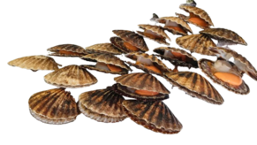 Zamburiñas bandejas de 6 unidades  Bandeja (180 gr aprox.)