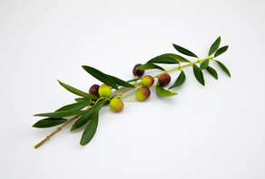 Aceitunas Arbequina (Ración 250 gr aprox)